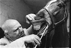 corbis.com (dentist of horse)